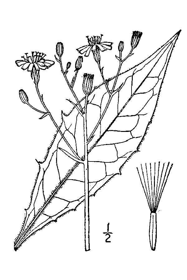 Image of common hawkweed