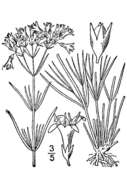 Image of diamondflowers