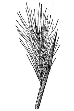 Image of Arizona Barley