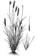 Hordeum brachyantherum Nevski的圖片