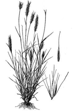 Hordeum brachyantherum Nevski的圖片