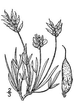 Imagem de Astragalus spatulatus Sheldon