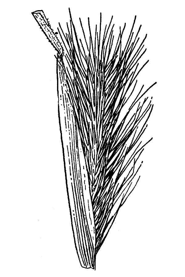 Hordeum depressum (Scribn. & J. G. Sm.) Rydb.的圖片