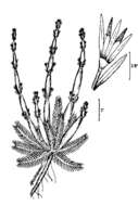 Image of American featherfoil