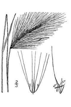 Image of foxtail barley