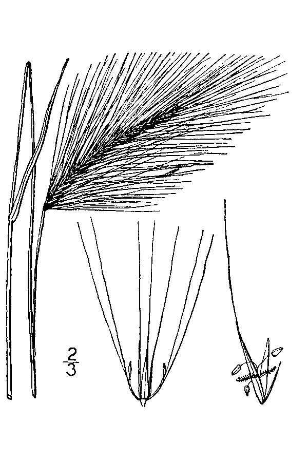 Слика од Hordeum jubatum L.