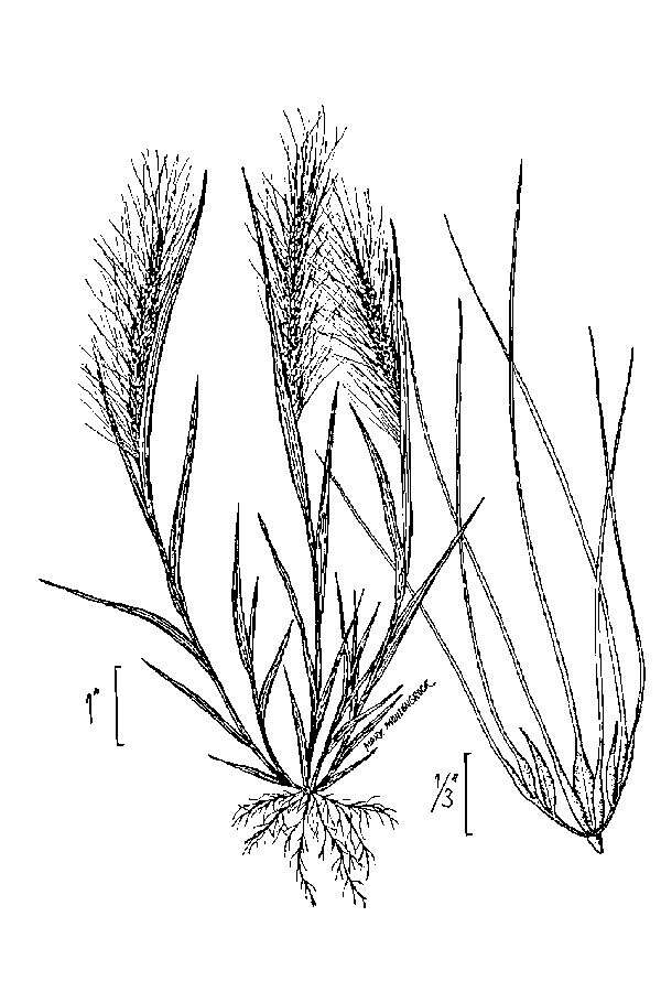 Слика од Hordeum jubatum L.