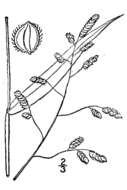 Image of Catchfly Grass