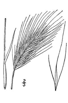 Hordeum murinum L.的圖片