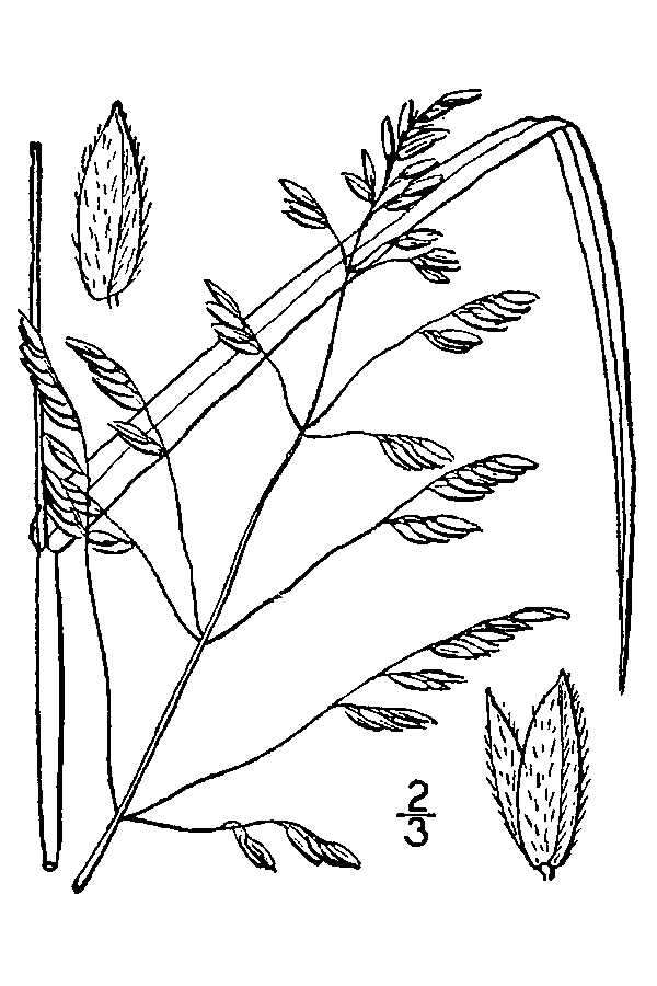 Image of Cut-grass