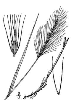 Imagem de Elyhordeum montanense (Scribn.) Bowden