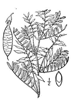 Image of looseflower milkvetch
