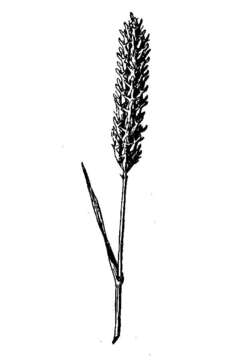 Image of common barley