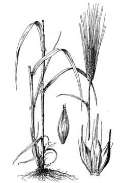 Image of common barley