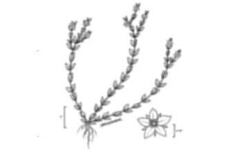 Sivun Hypericum anagalloides Cham. & Schltdl. kuva