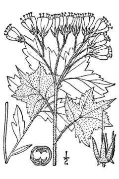 Image of great waterleaf