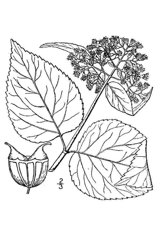 Image of wild hydrangea