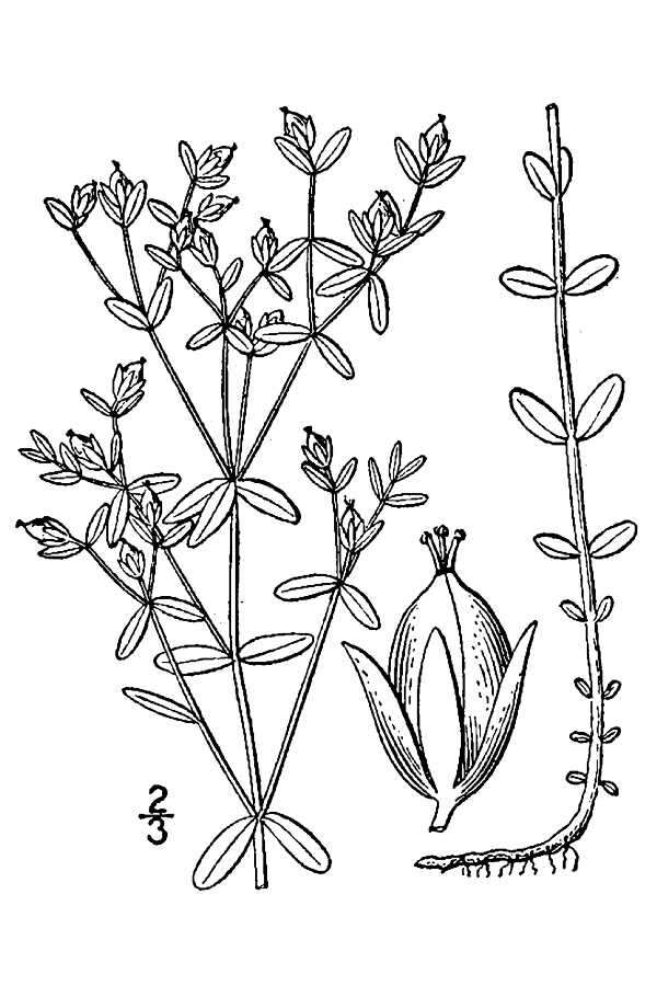 Sivun Hypericum boreale (Britt.) Bicknell kuva