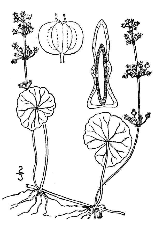Image of Proliferous Marsh-Pennywort