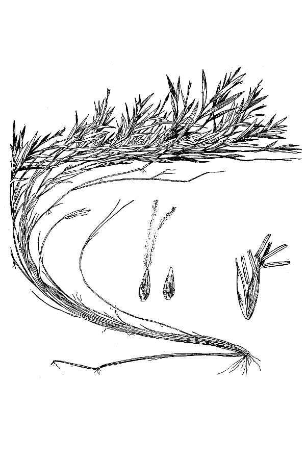 Image of Southern Water Grass