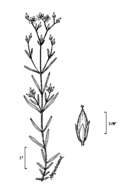 Sivun Hypericum canadense L. kuva