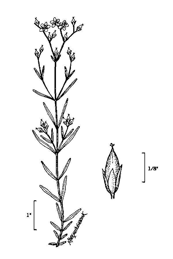 Sivun Hypericum canadense L. kuva