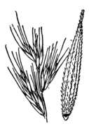 Elymus californicus (Bol. ex Thurb.) Gould的圖片