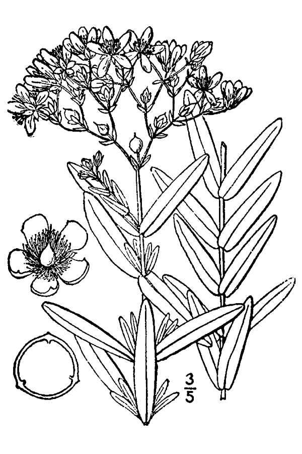 Sivun Hypericum cistifolium Lam. kuva