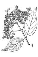 Image of ashy hydrangea