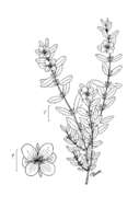 Image de Hypericum crux-andreae (L.) Crantz