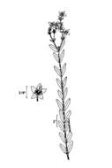 Sivun Hypericum denticulatum Walt. kuva