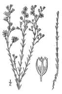 Sivun Hypericum drummondii (Grev. & Hook.) Torr. & Gray kuva