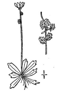 Image of Leafy-Stem Pseudosaxifrage