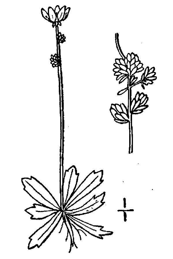 Micranthes foliolosa (R. Br.) Gornall resmi