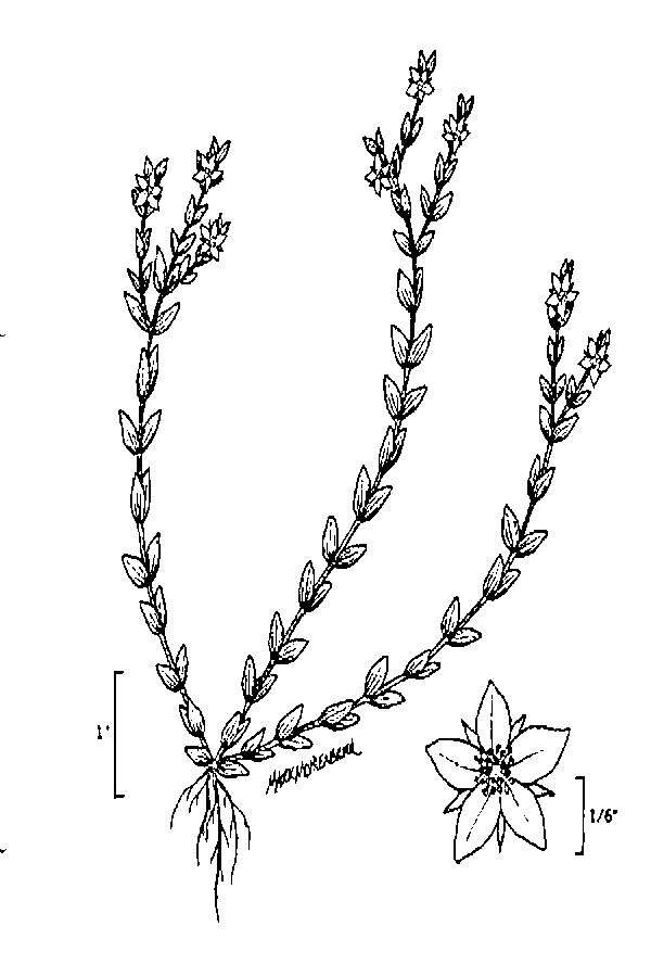 Image de Hypericum galioides Lam.