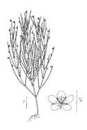Image de Hypericum gentianoides (L.) Britton, E. E. Sterns & Poggenb.