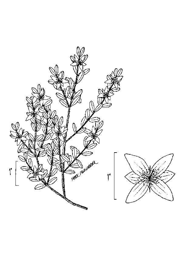 Imagem de Hypericum hypericoides (L.) Crantz