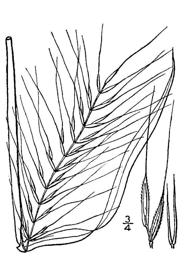 Image of eastern bottlebrush grass
