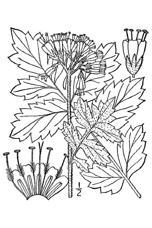 Hydrophyllum macrophyllum Nutt.的圖片