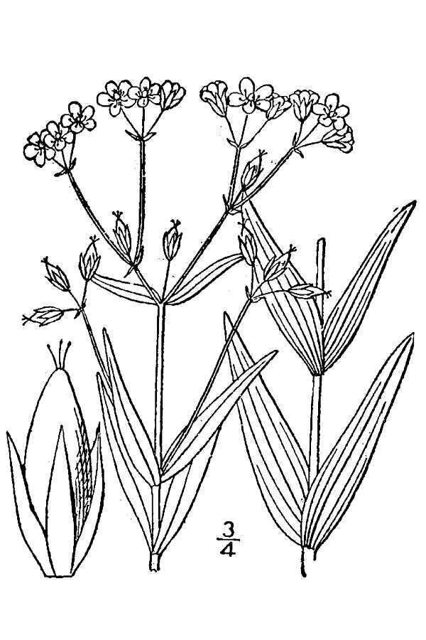 Image de Hypericum majus (A. Gray) Britton