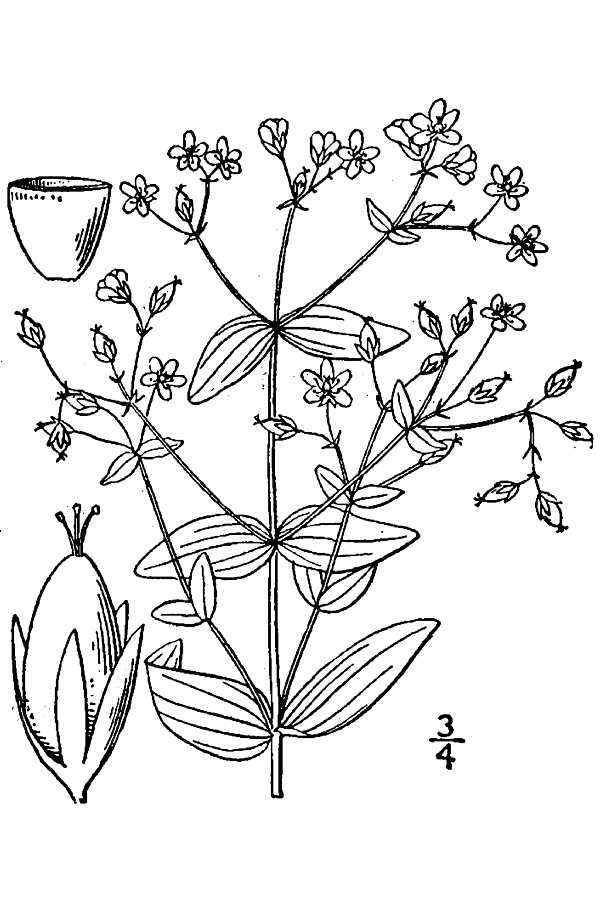 Hypericum mutilum L. resmi