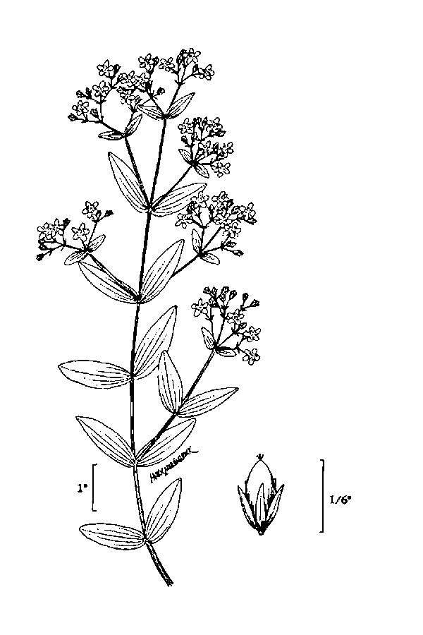 Image of dwarf St. Johnswort