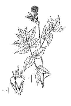 Image of western waterleaf