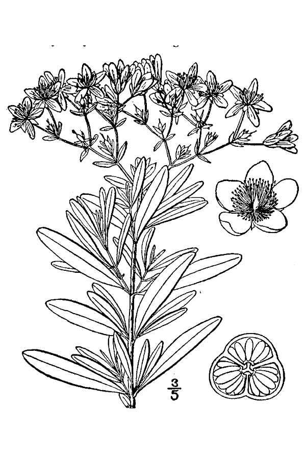 Image de Hypericum prolificum L.