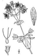 Image de Hypericum pseudomaculatum Bush