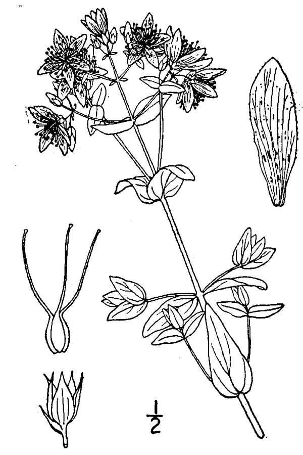 Image de Hypericum pseudomaculatum Bush