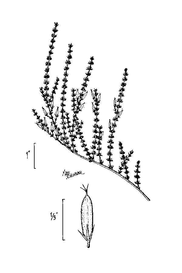 Image de Hypericum tenuifolium Pursh