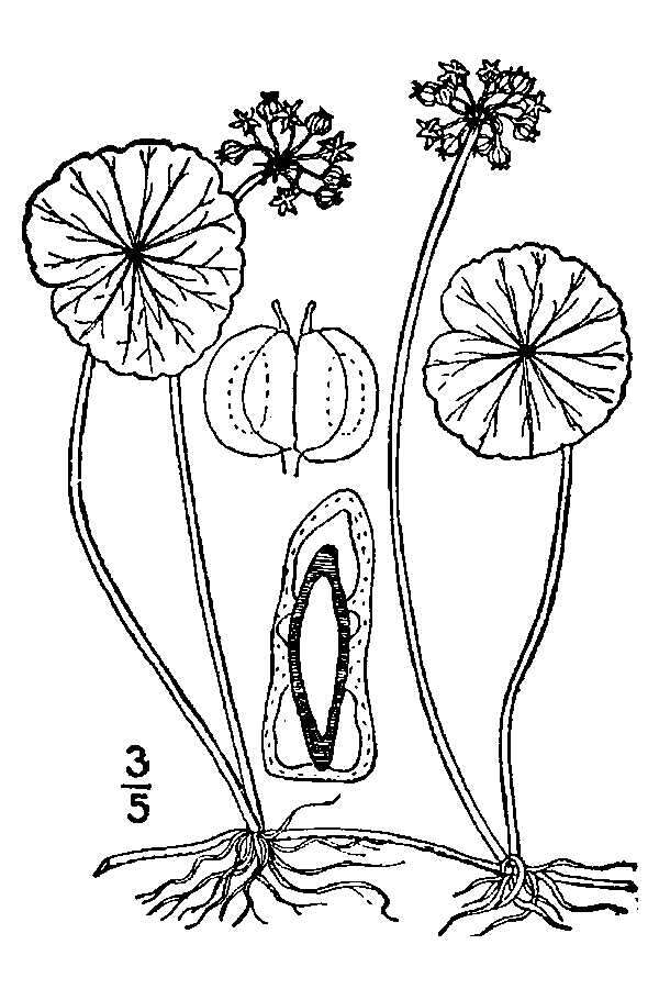 Image de Hydrocotyle umbellata L.