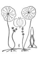 Image de Hydrocotyle verticillata Thunb.