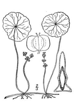 Imagem de Hydrocotyle verticillata Thunb.